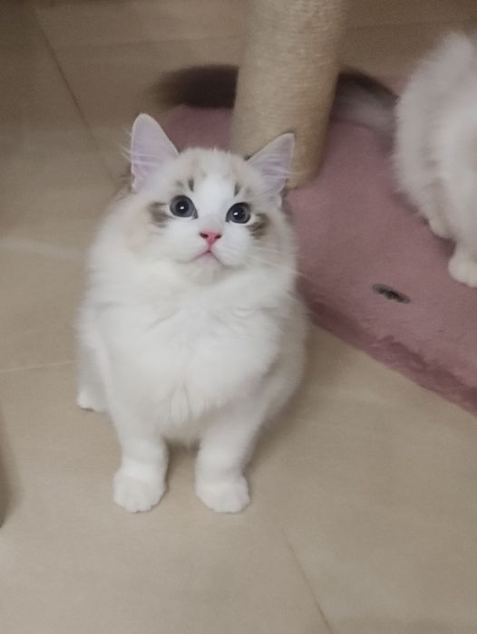 Kocurek rasy Ragdoll
