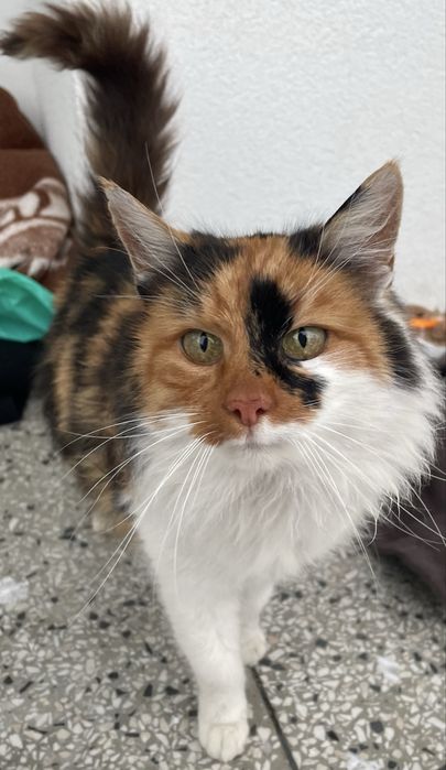 Znaleziony kot  Znaleziona kotka