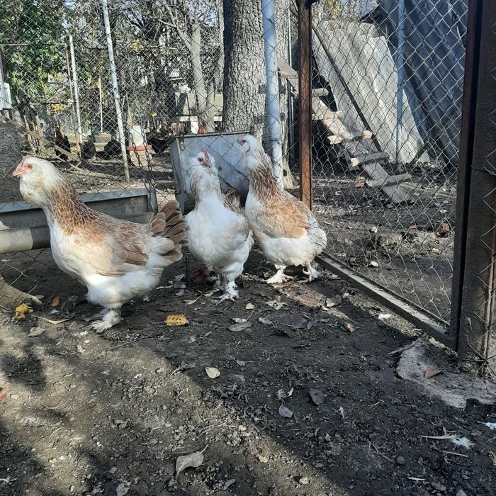 Фавероль лосось.