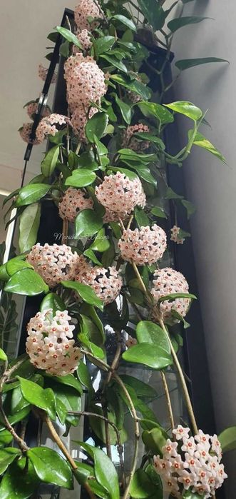 Planta trepadeira hoia - flor de cera