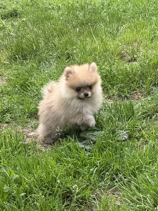 Szpic miniaturowy suczka