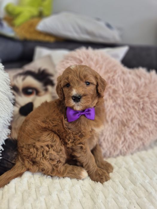 Goldendoodle f1 standard