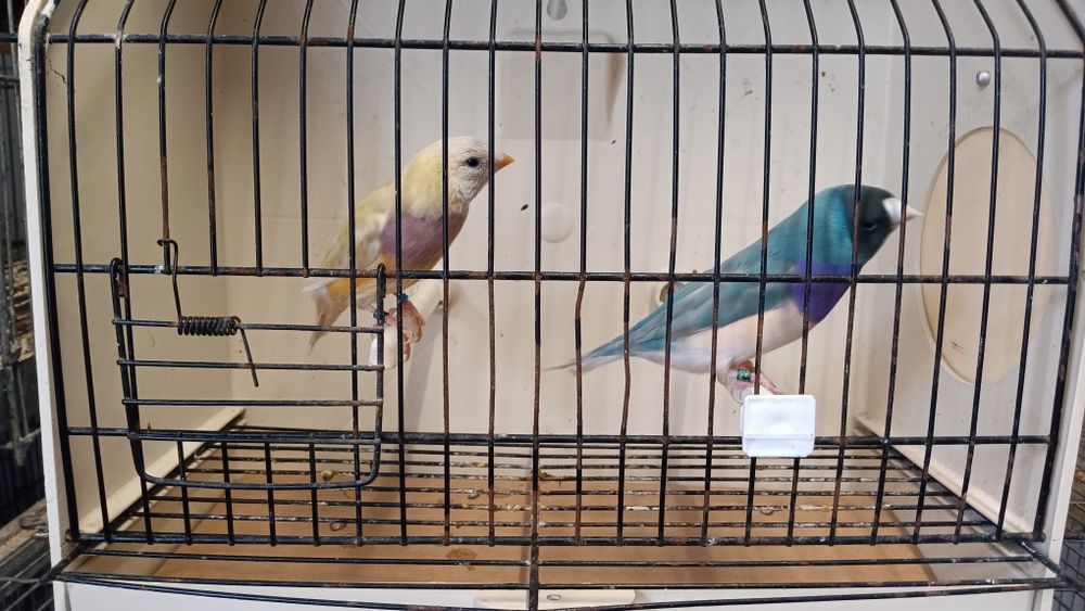 Diamantes de Gould