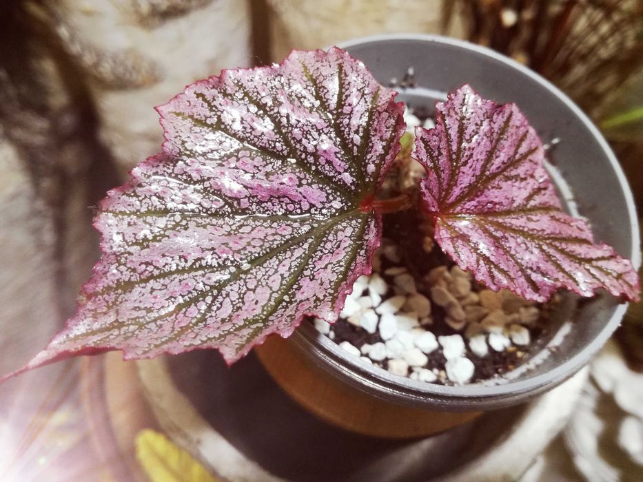 Begonia Pink Minx RZADKOŚĆ rośl. kolekcjonerska nie monstera variegata
