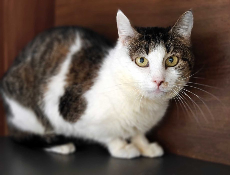 Лагідна домашня киця Жасміна, 3 роки //  кішка  кіт  кошеня