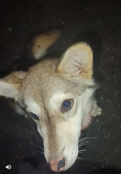 Загубилась собачка