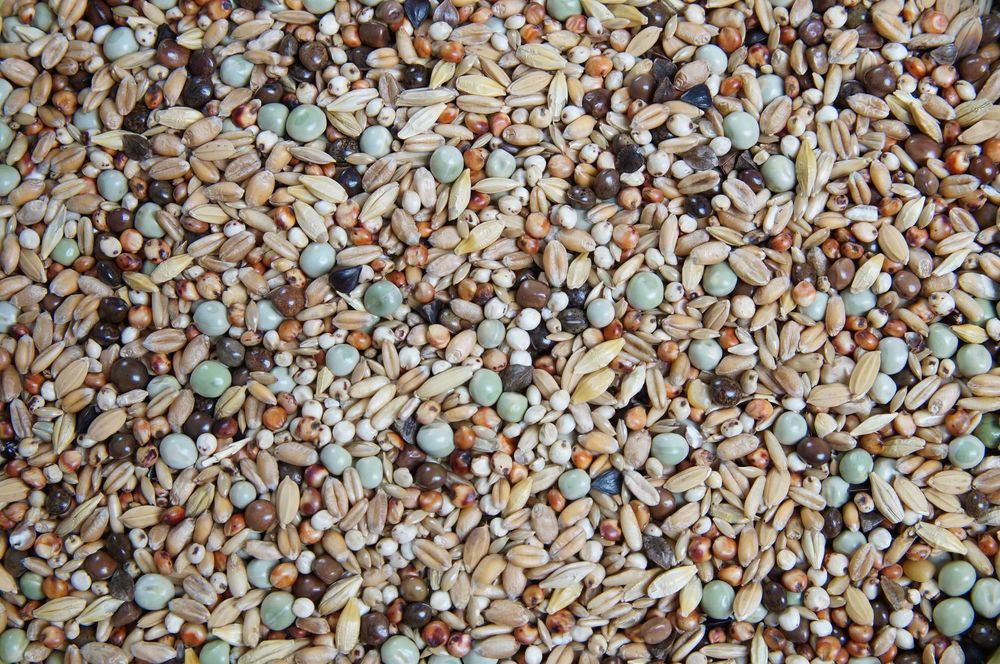 Mrowca KR –  Mieszanka dla Gołębi Krótkodziobych 20 kg 67,50 zł