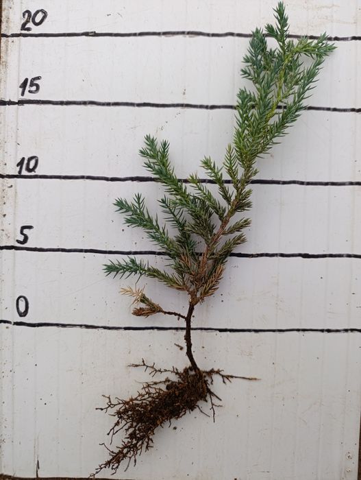 Продам Ялівець блю карпет