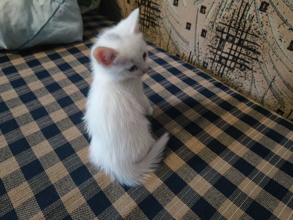 Віддам котенят у хороші руки