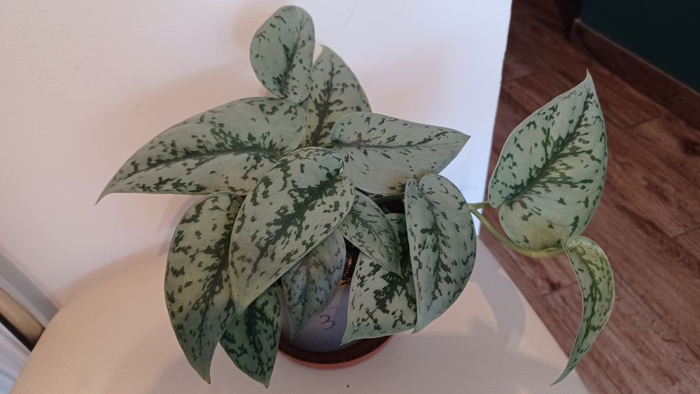 Scindapsus silver lady 3