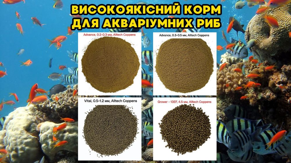Пецилия, Сом Анциструс, Гуппи, растения в аквариум, корм  для рыб