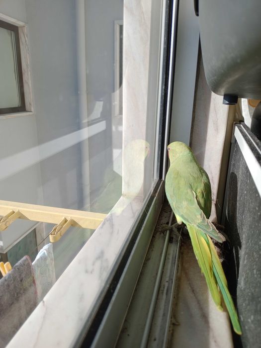 Ring Neck Opalino domesticado