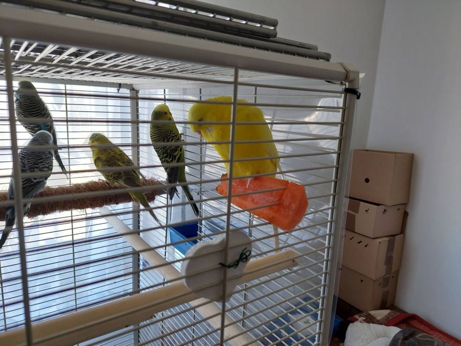 Papuga falista  młode do oswojenia