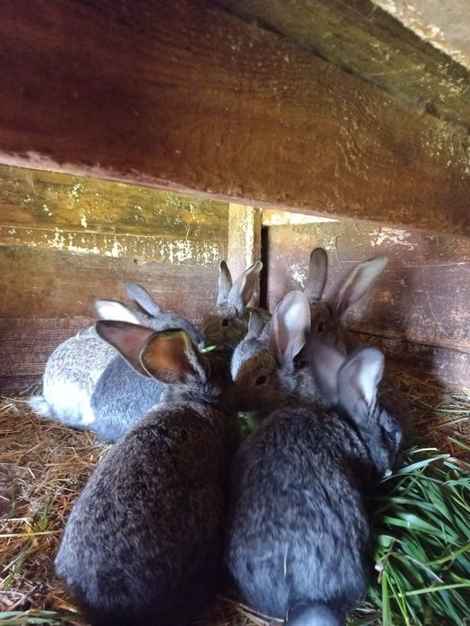 Sprzedam młode króliki