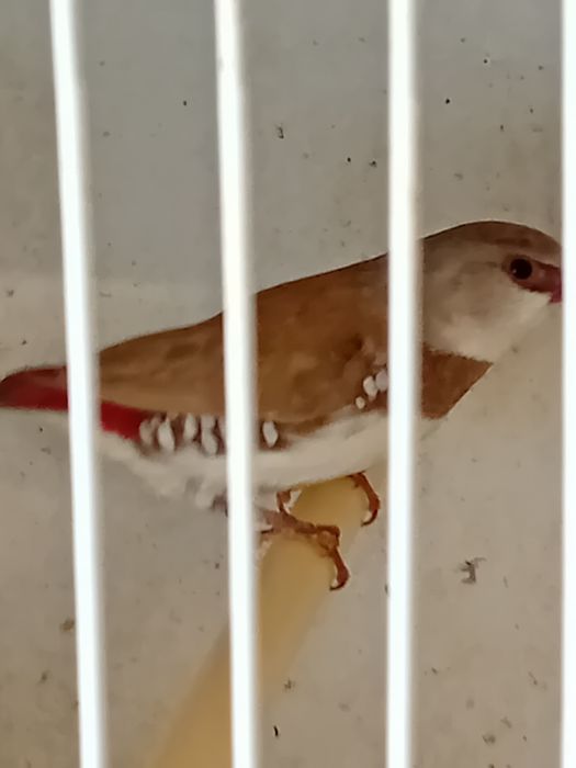 Para ceder aves exóticos