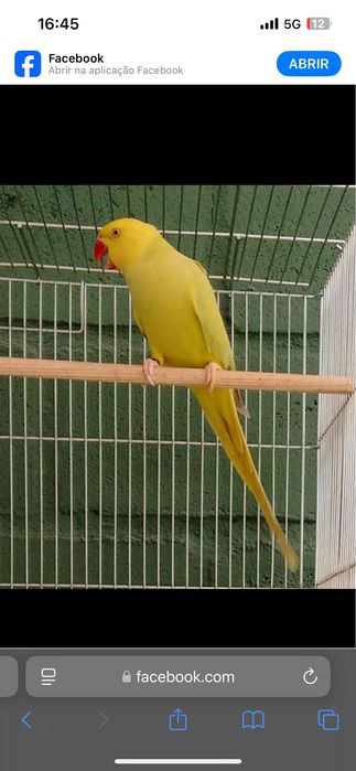 Ring necks, ecletus, marianinhas,