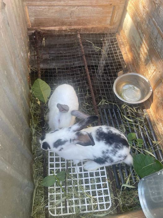 ПРОДАМ КРОЛИКІВ різного віку