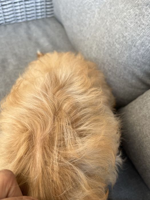 Cudowna suczka cavapoo gotowa do odbioru