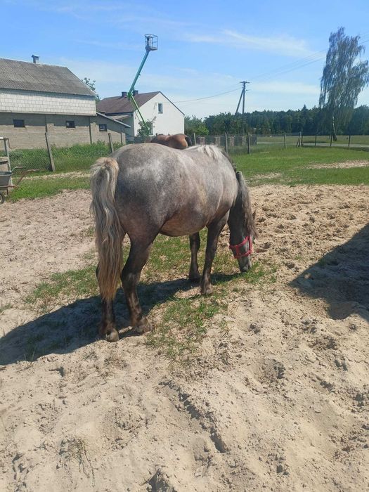 Sprzedam źróbkę siwą.