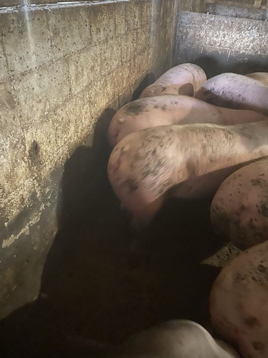 Продам свині жива вага 75