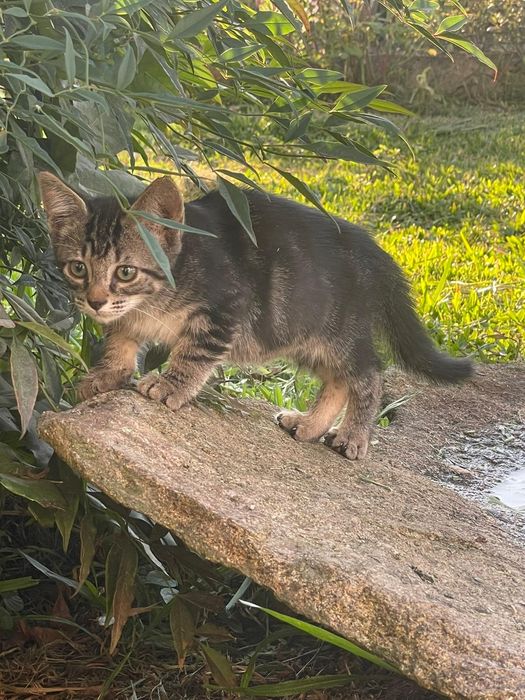 ADOÇÃO de  Gatinhos