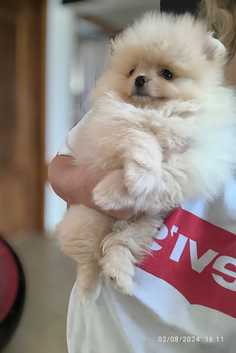 Spitz Anão.Lulu da Pomerânia  Russo. LOP e Afixo.. Mini. Ursinho