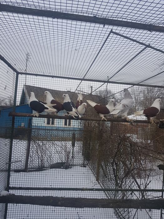 Птиця різна і клітки.