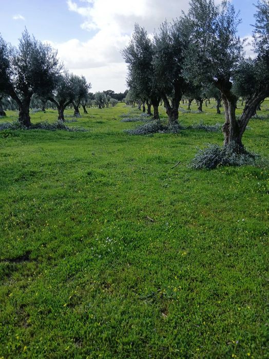 Serviços de limpezas de terrenos