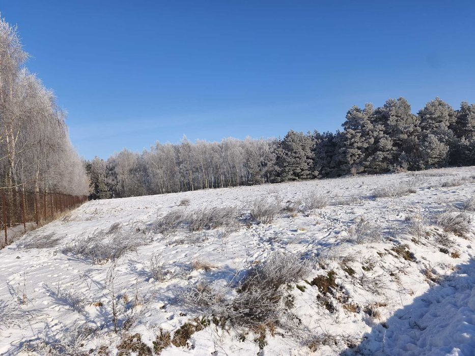 Sprzedam działkę Witowąż 2km od Czernikowa - z 3 stron las! -wydane WZ