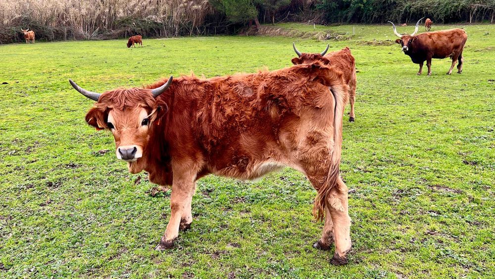 Lote / Vitelos / Cachenas - Modo de Produção Biológico