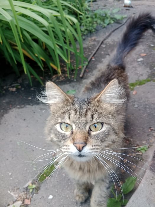 Котик мурлотік, сибірський