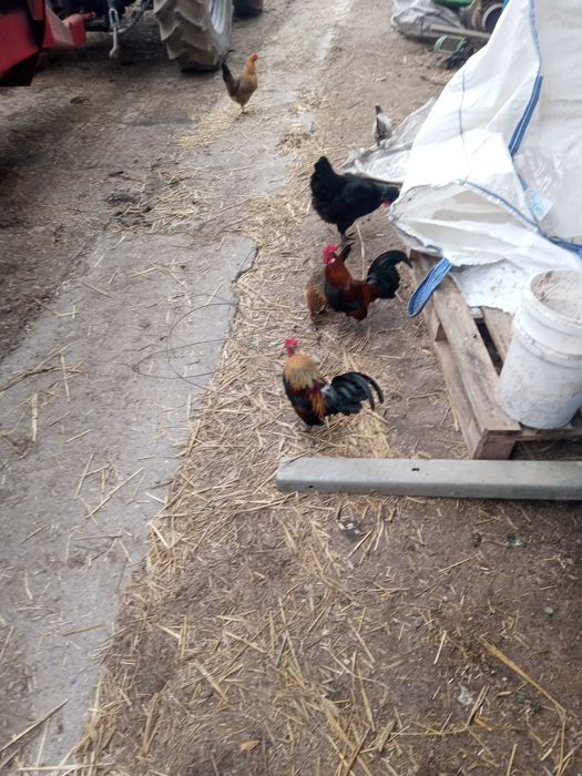 Jajka lęgowe od  cwerek