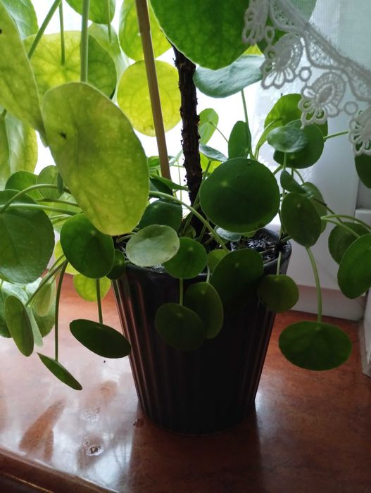 Kwiat pieniążek #bejbiki #Pilea