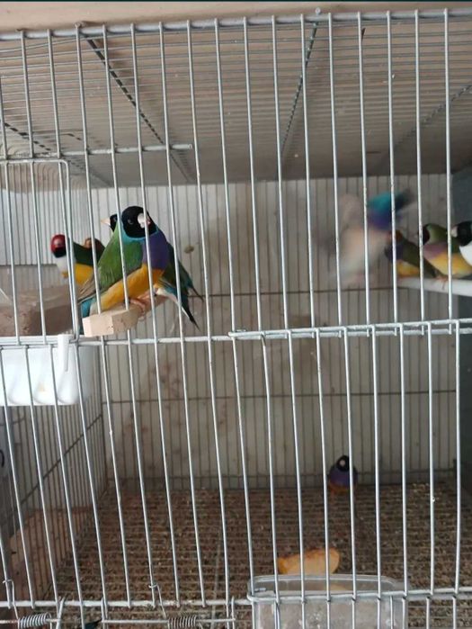 Diamantes de Gould 2025/2026