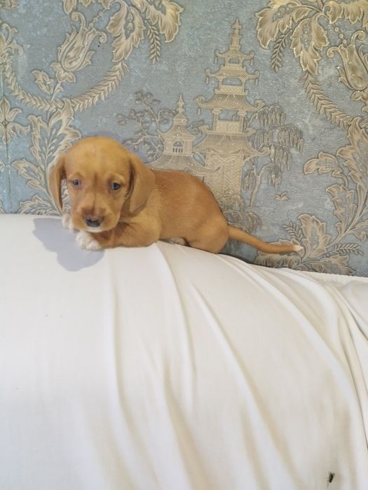 Дівчинка таксочка крем від довгошерстних батьків