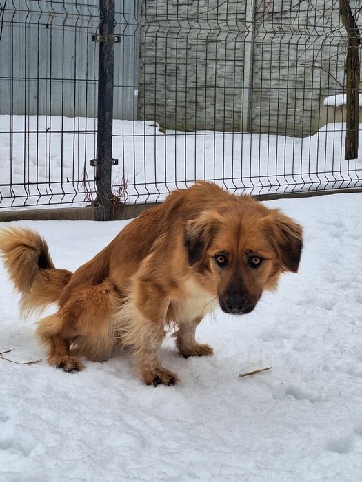 Sunia Sara szuka kochającego domu