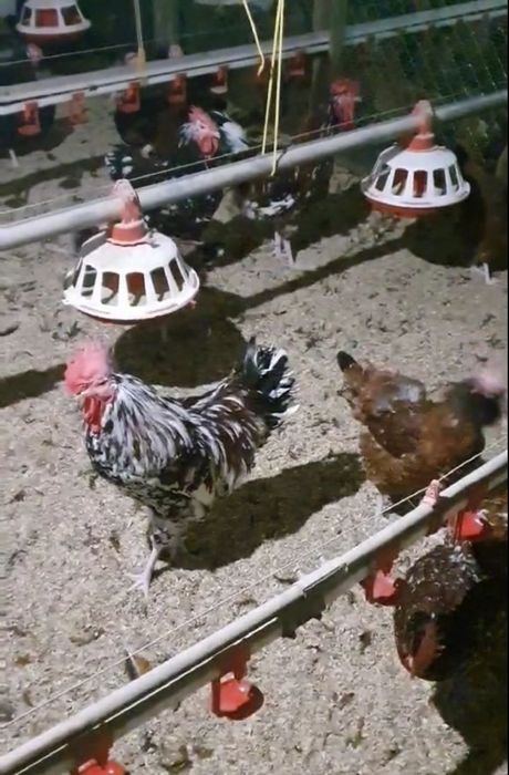 Інкубаційні яйця