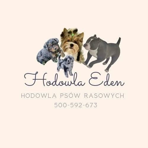 Szczenię maltipoo z metryką