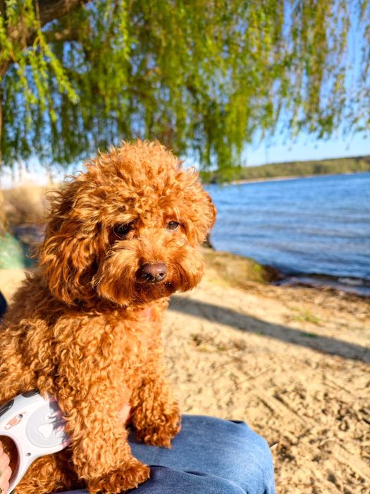 Maltipoo przepiękna dziewczynka