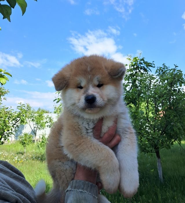 Японська Акіта іну
