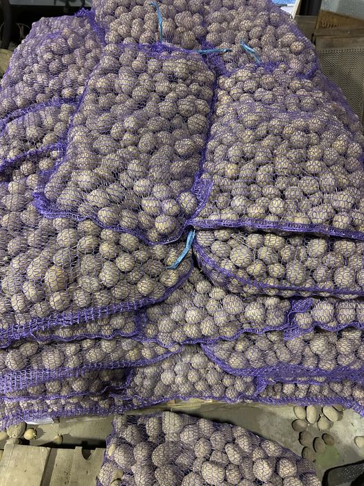 Ziemniaki- sadzeniaki