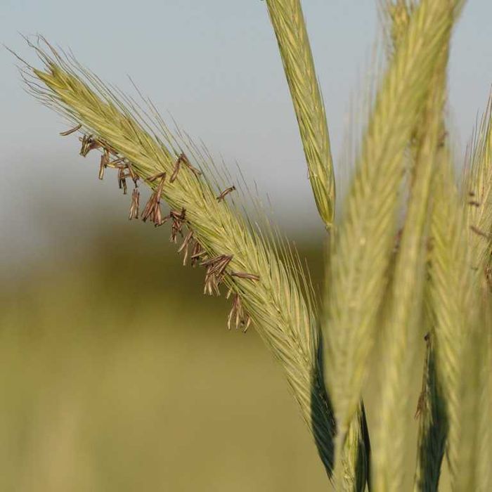 Żyto ozime hybrydowe KWS IGOR