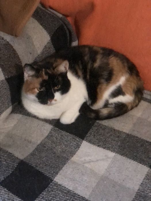 Кошечка Марта ждёт свою семью