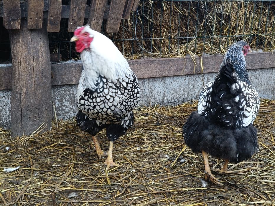 Продам пару півень і курка віандот срібло.