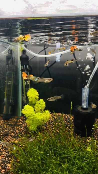 Guppys Macho/ Femea