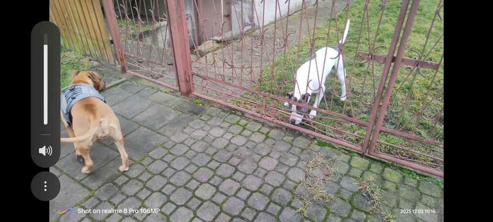 Amstaff szczeniaki brązowe i blue