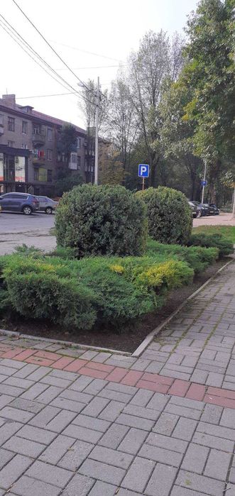 стрижка хвойних рослин. садівник