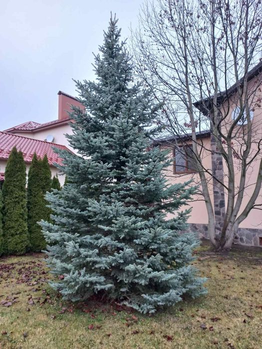 Блакитна ялинка