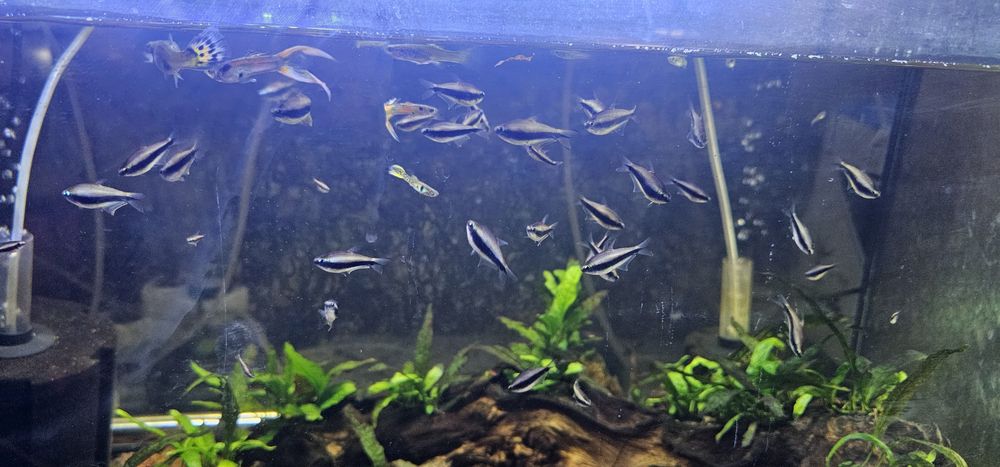Vendo tetras imperador azul