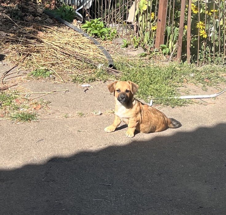 Віддам собак в хороші руки